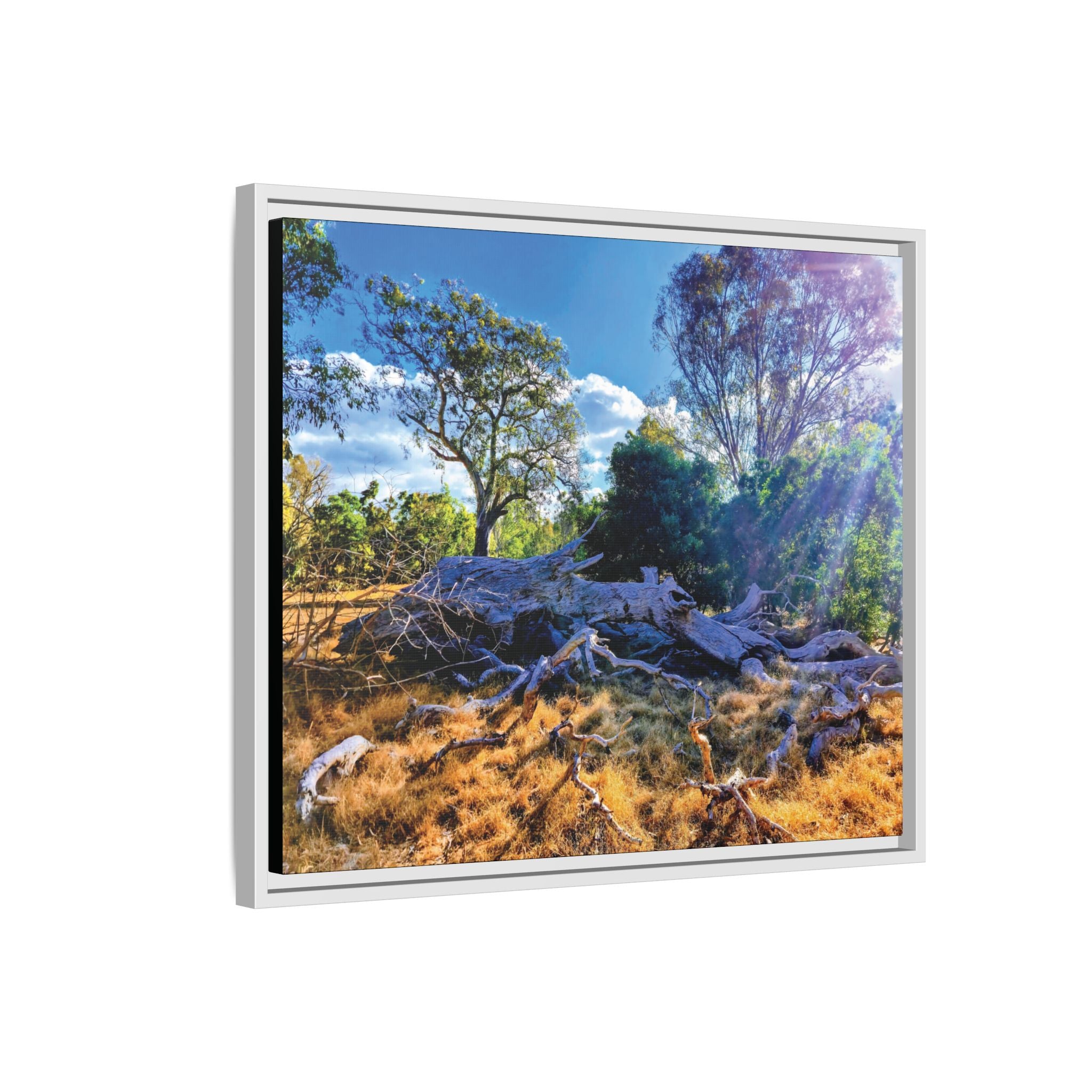 Framed Matte Canvas Print - Sunlit Australian Bush Landscape