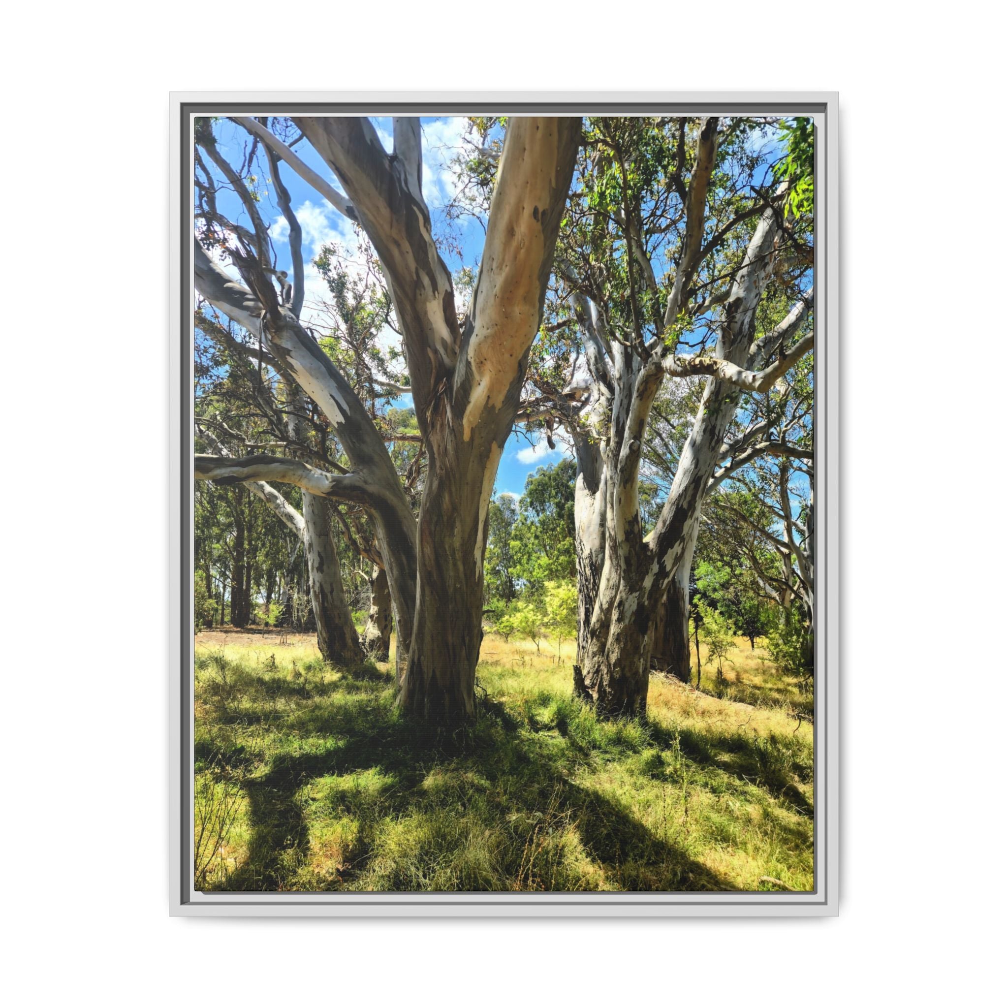 Framed Matte Canvas - Australian Bush Wall Art
