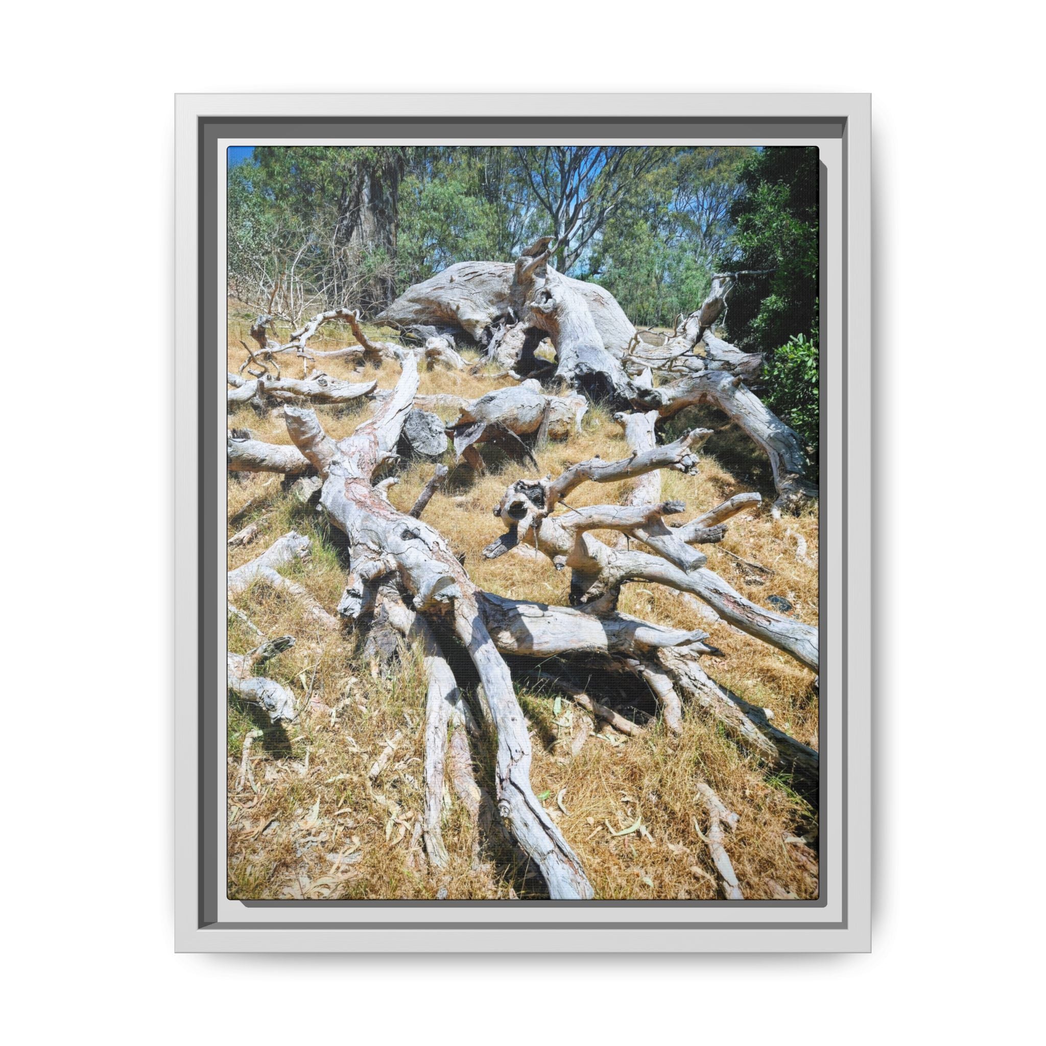 Framed Matte Canvas - Fallen Ghost Tree - Nature Wall Art