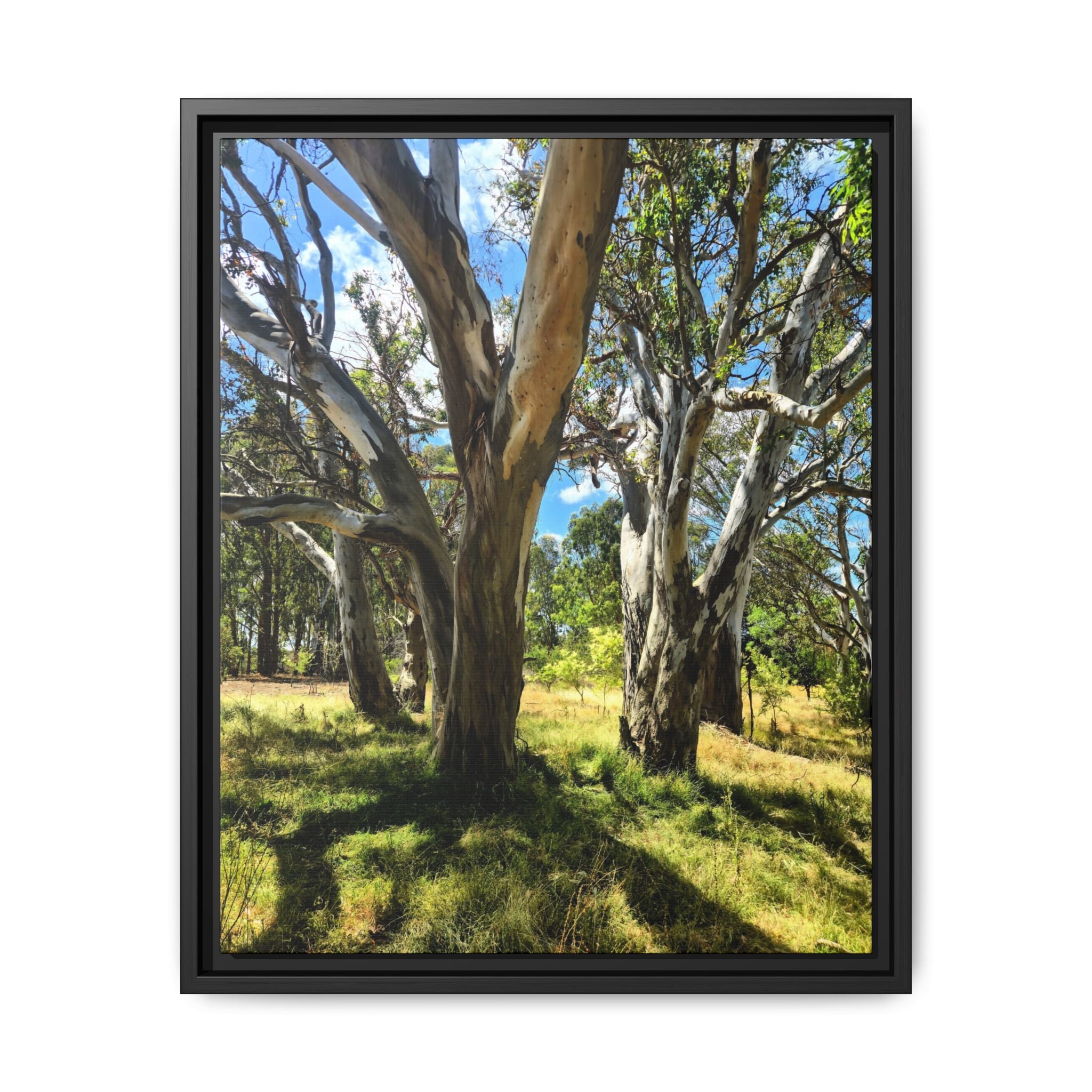 Framed Matte Canvas - Australian Bush Wall Art