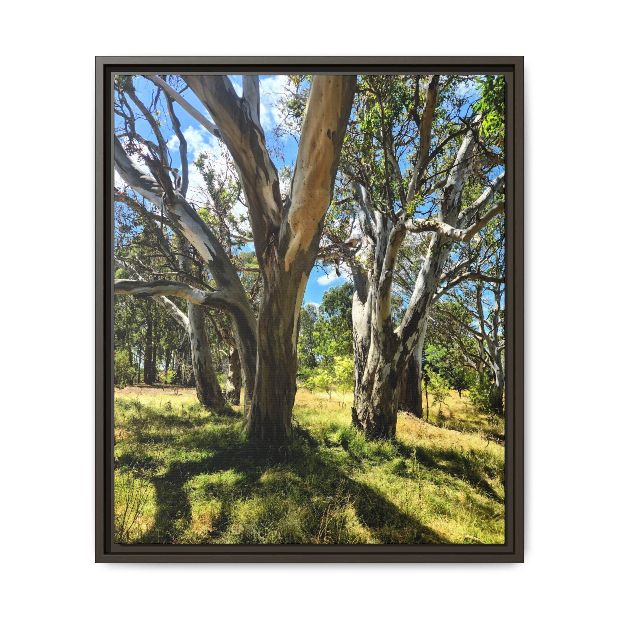 Framed Matte Canvas - Australian Bush Wall Art