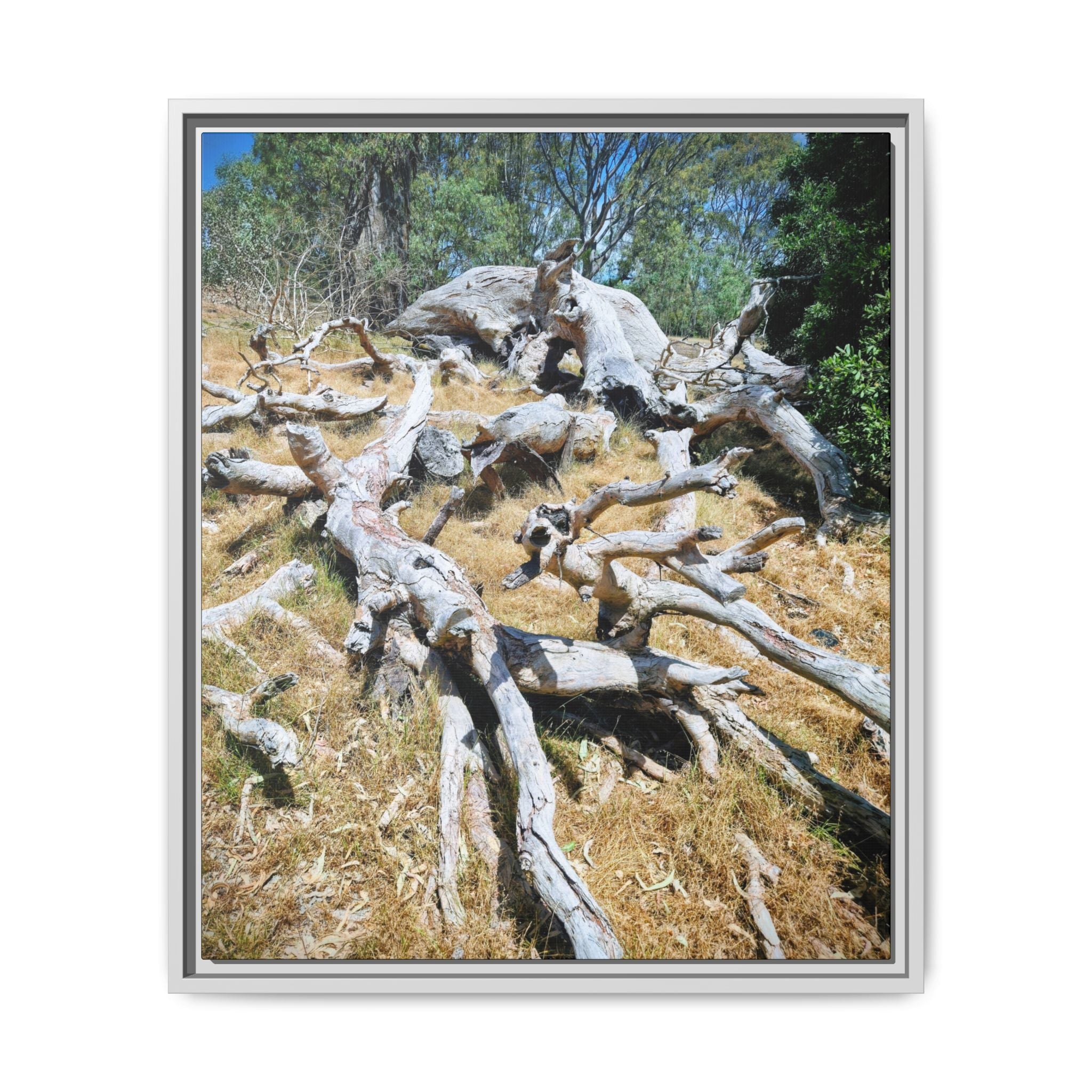 Framed Matte Canvas - Fallen Ghost Tree - Nature Wall Art