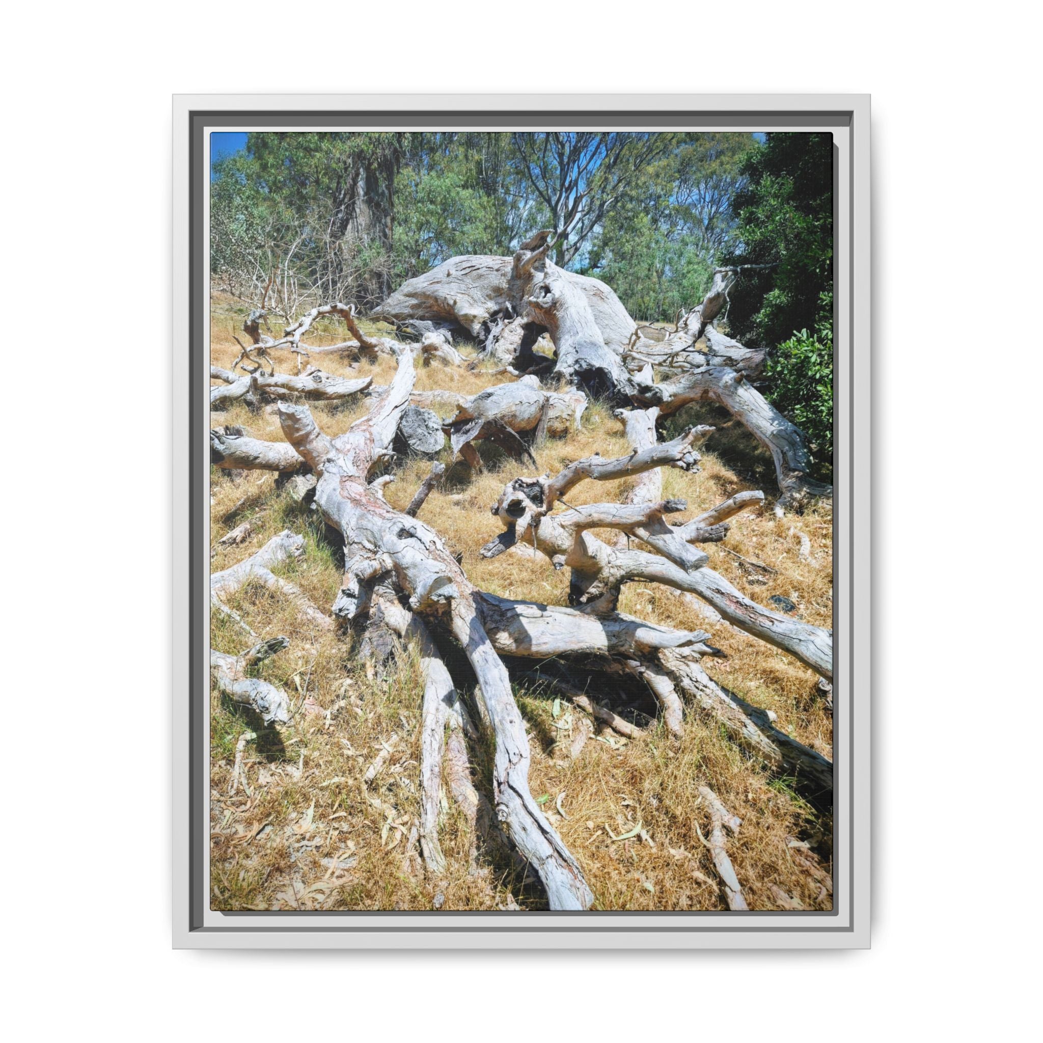 Framed Matte Canvas - Fallen Ghost Tree - Nature Wall Art