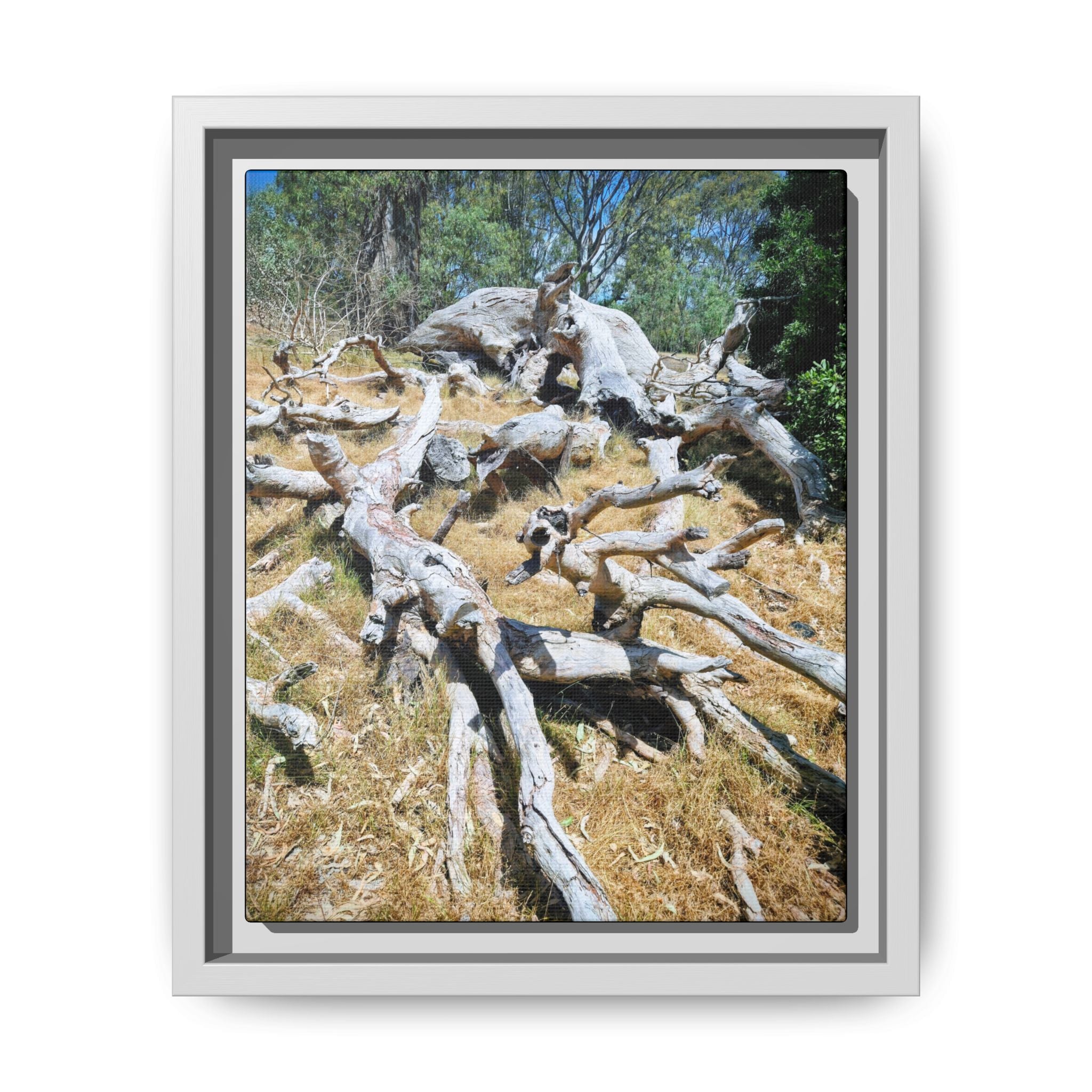 Framed Matte Canvas - Fallen Ghost Tree - Nature Wall Art