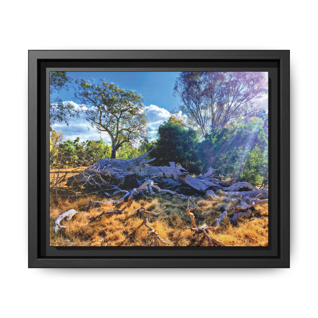 Framed Matte Canvas Print - Sunlit Australian Bush Landscape