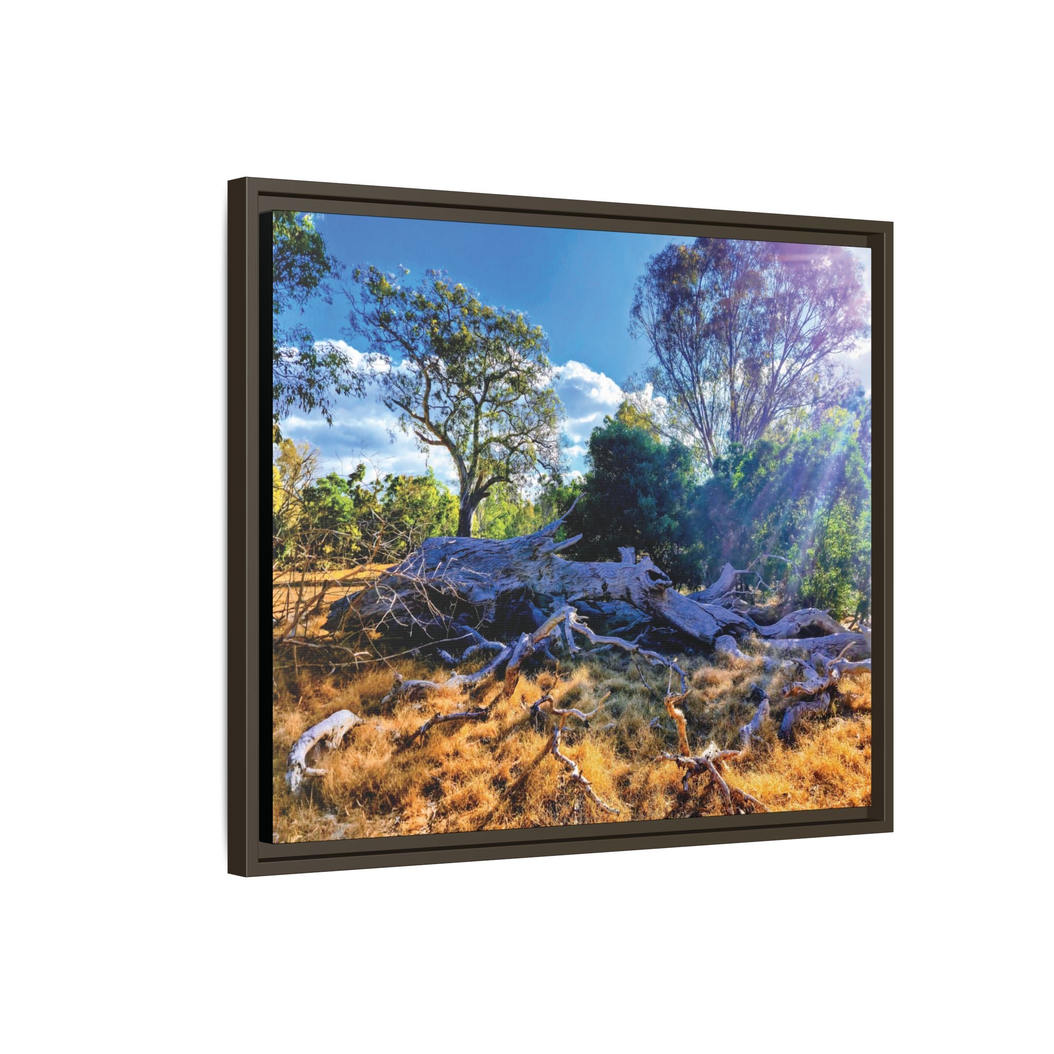 Framed Matte Canvas Print - Sunlit Australian Bush Landscape