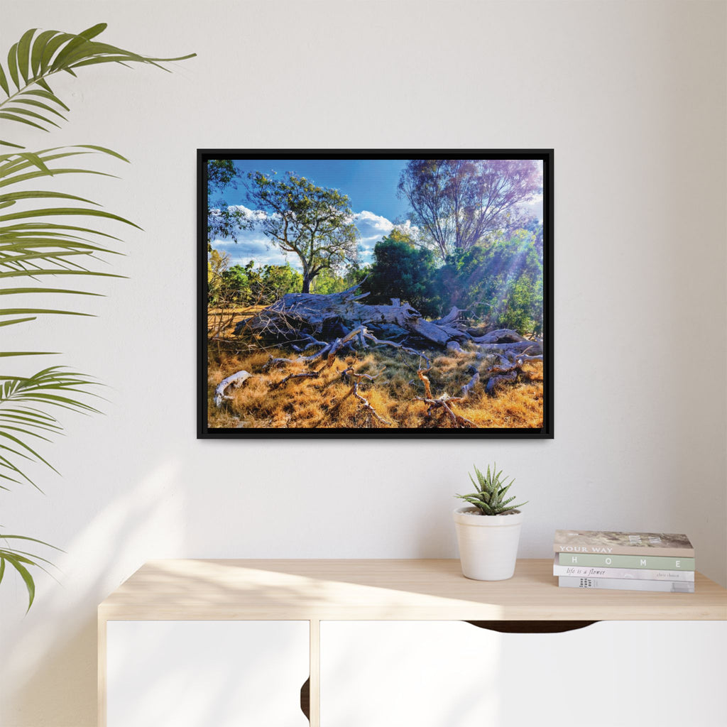 Framed Matte Canvas Print - Sunlit Australian Bush Landscape