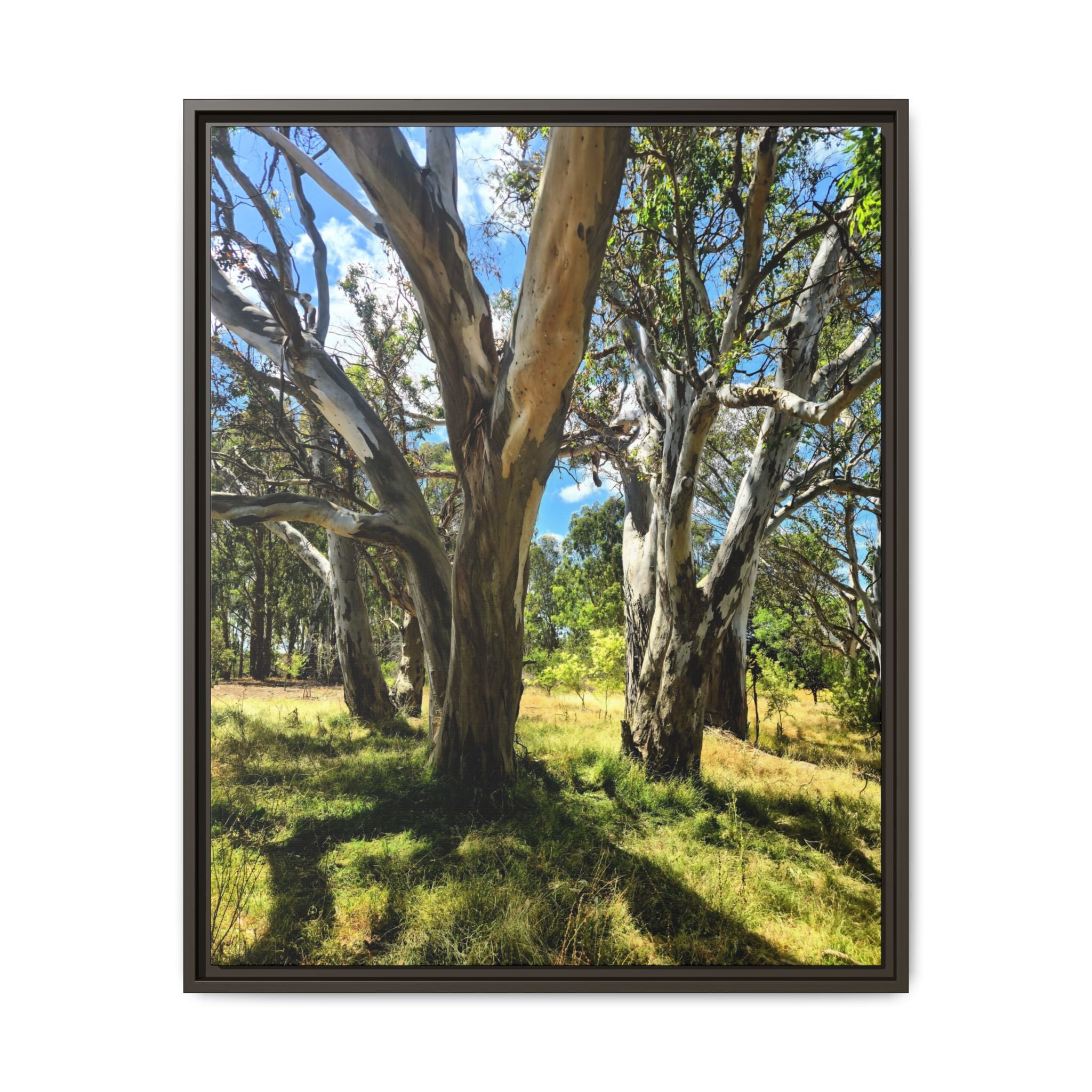 Framed Matte Canvas - Australian Bush Wall Art