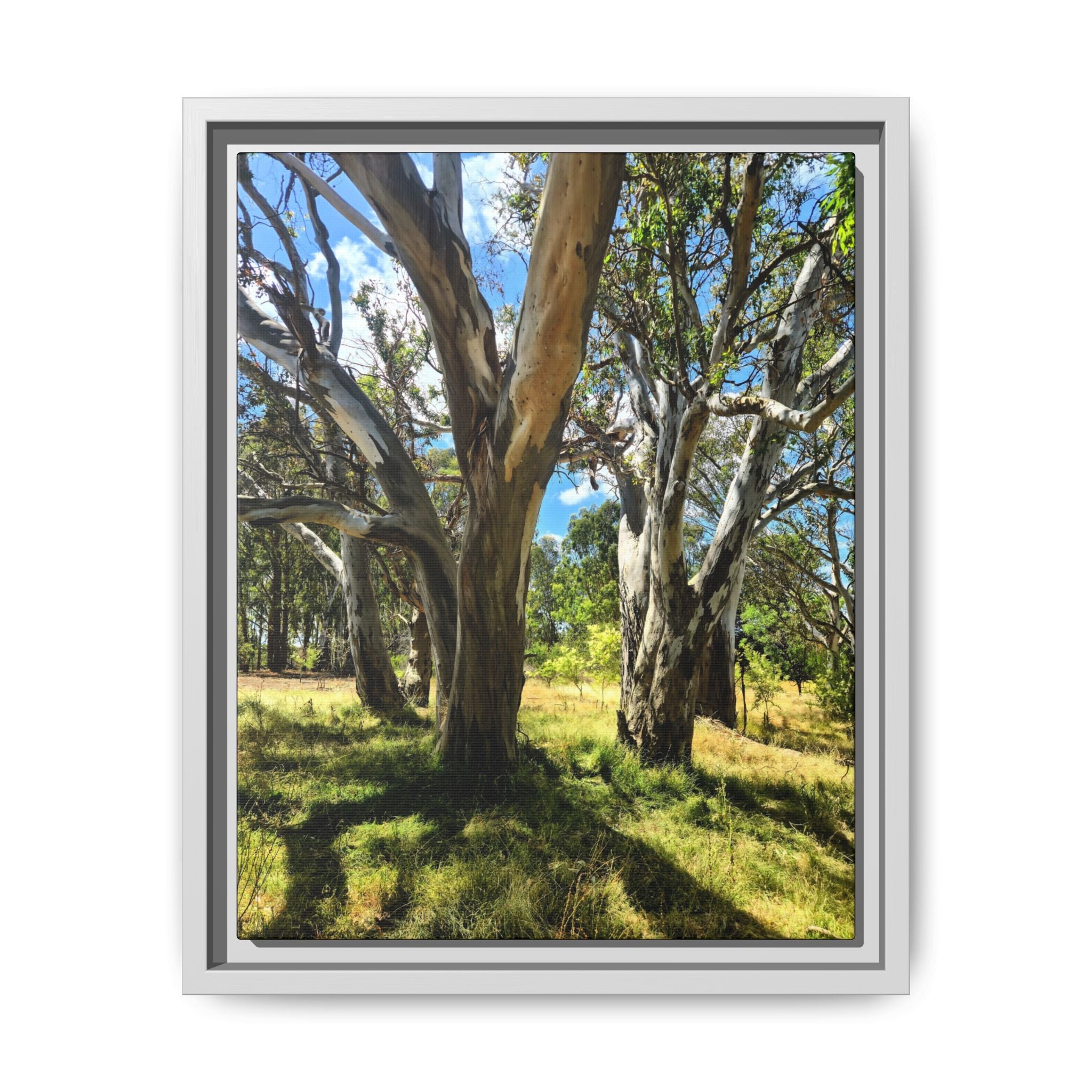 Framed Matte Canvas - Australian Bush Wall Art