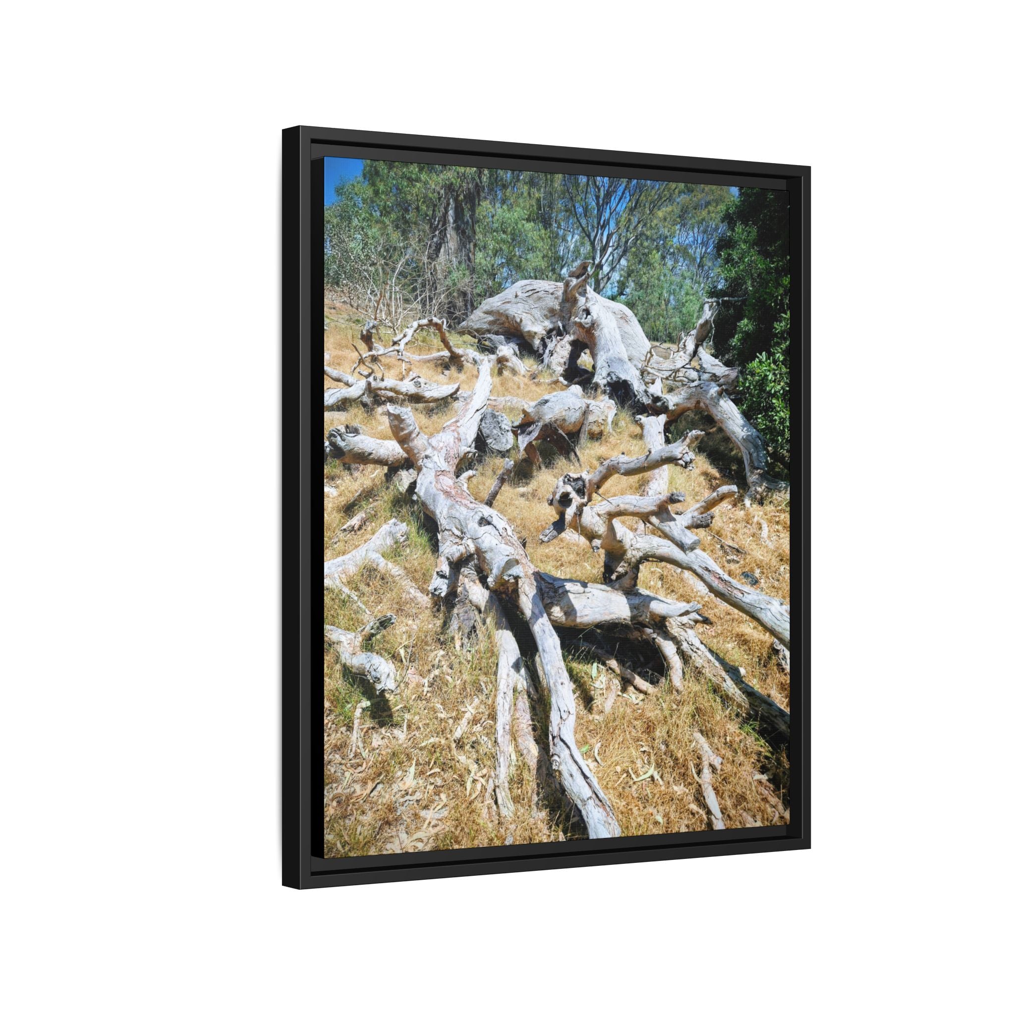 Framed Matte Canvas - Fallen Ghost Tree - Nature Wall Art