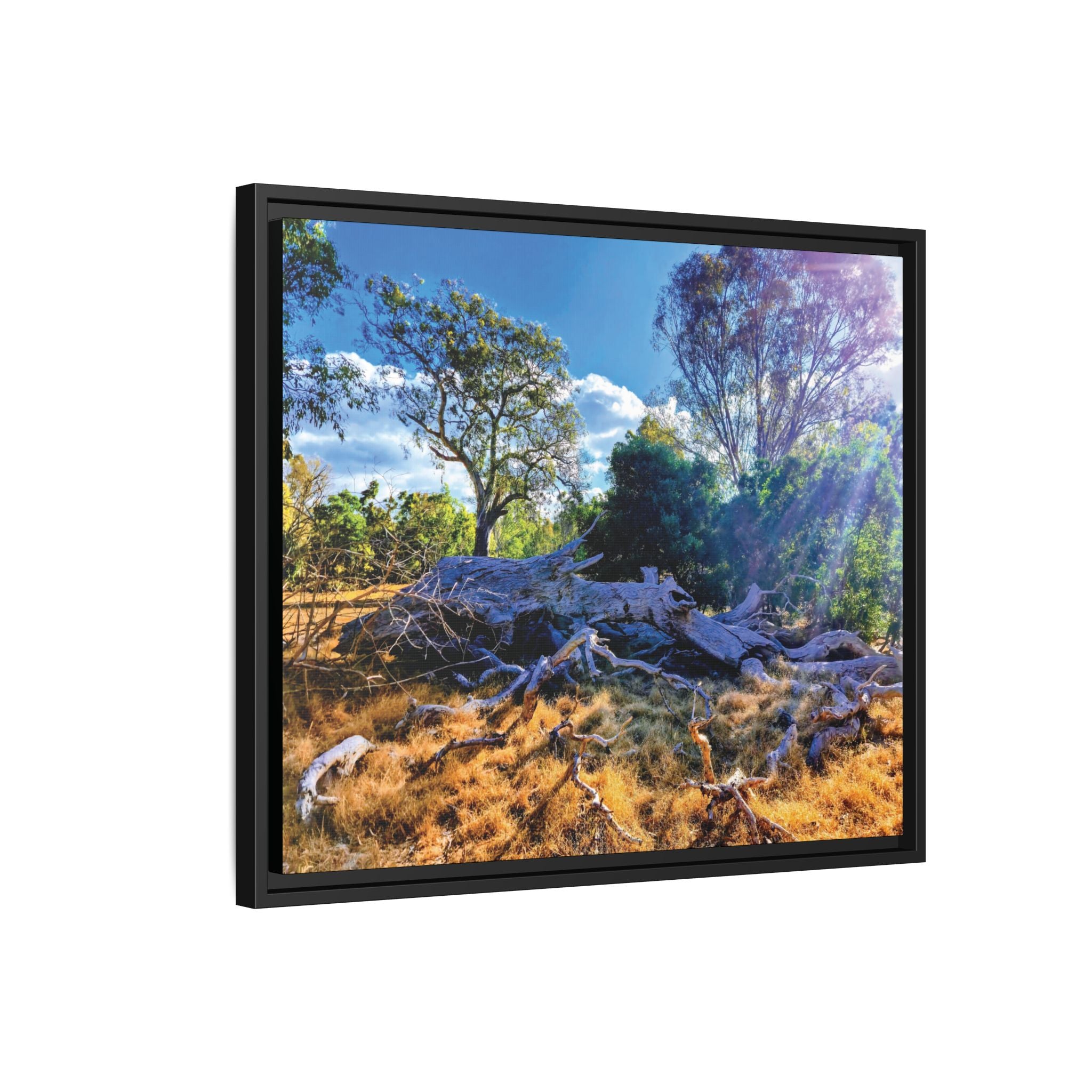 Framed Matte Canvas Print - Sunlit Australian Bush Landscape