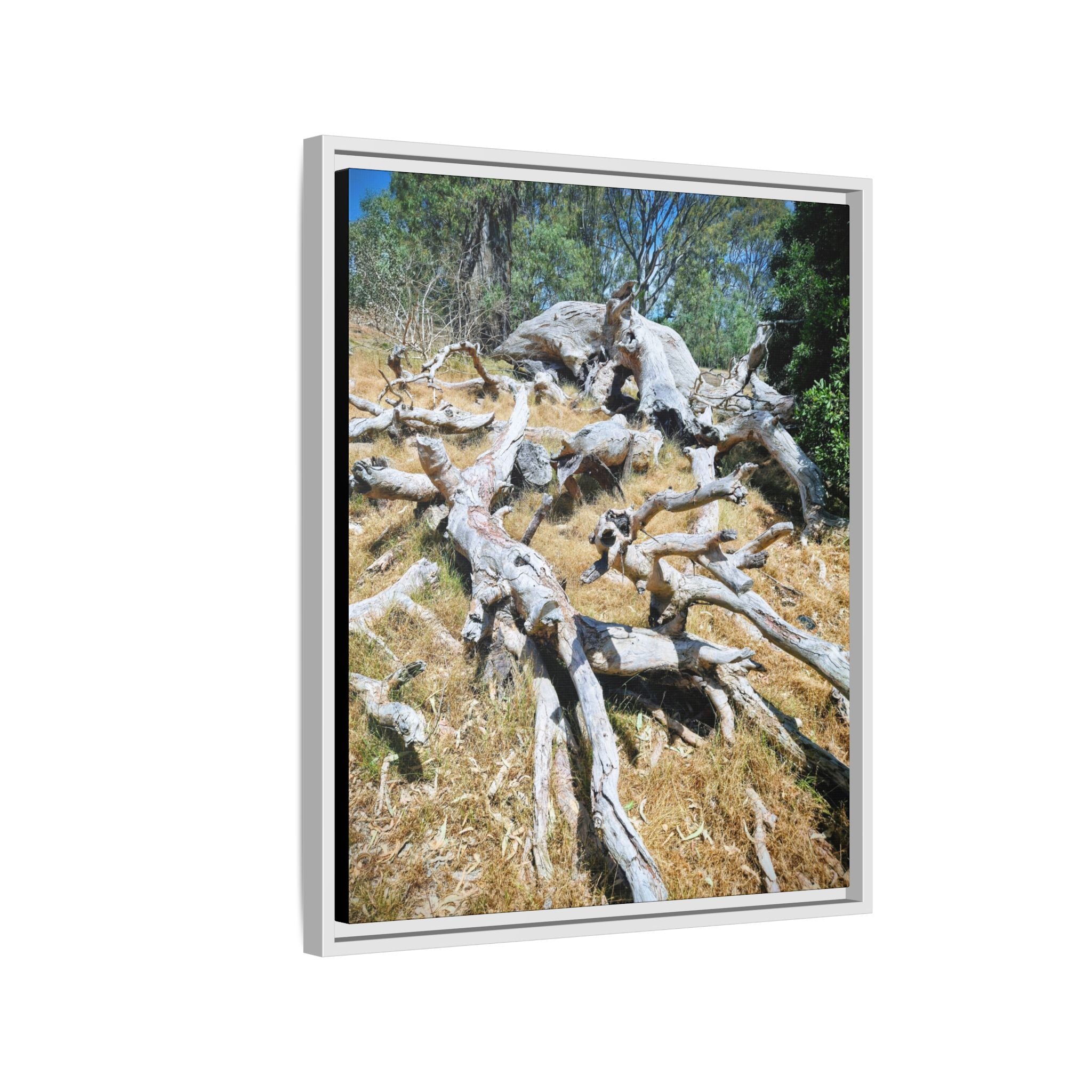 Framed Matte Canvas - Fallen Ghost Tree - Nature Wall Art