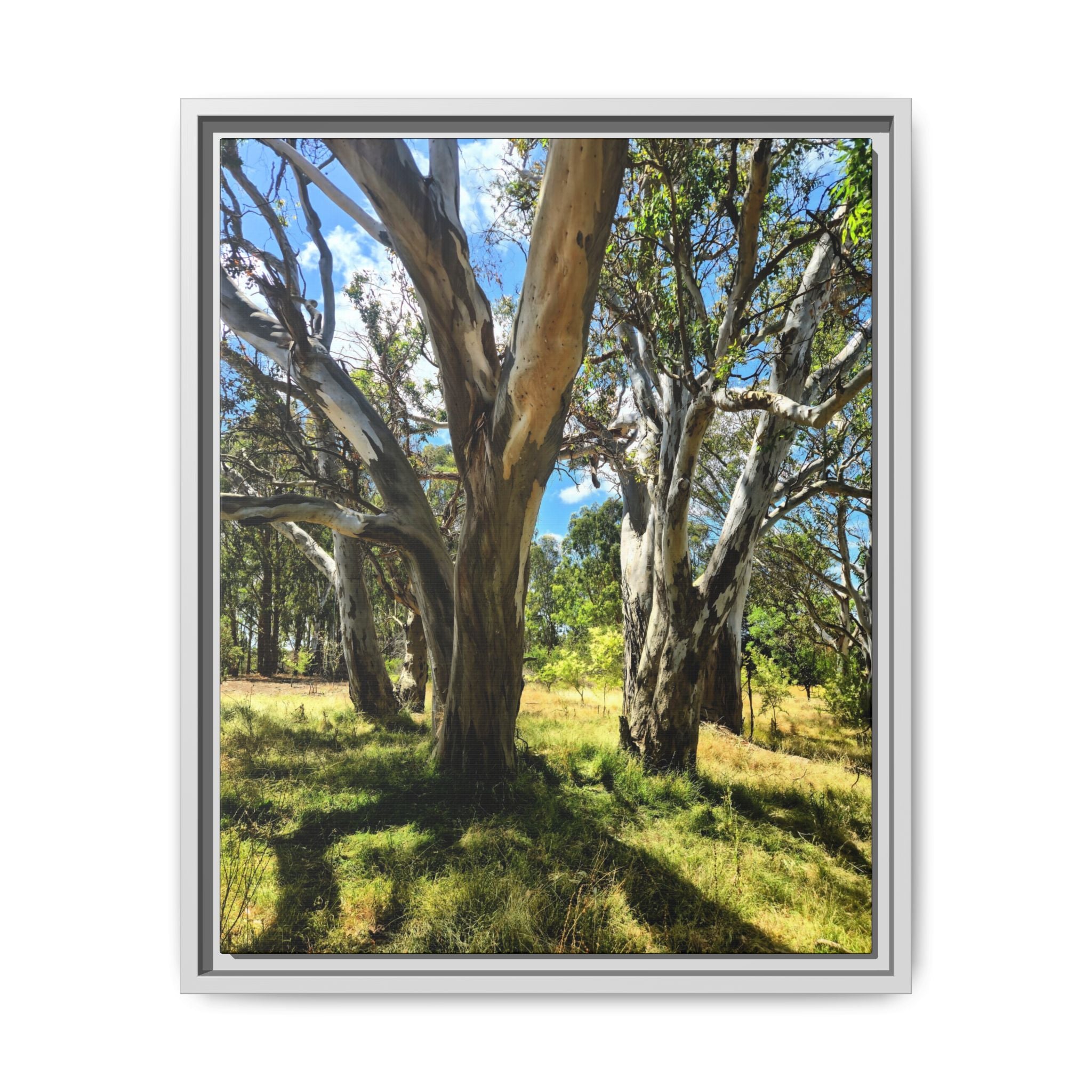 Framed Matte Canvas - Australian Bush Wall Art