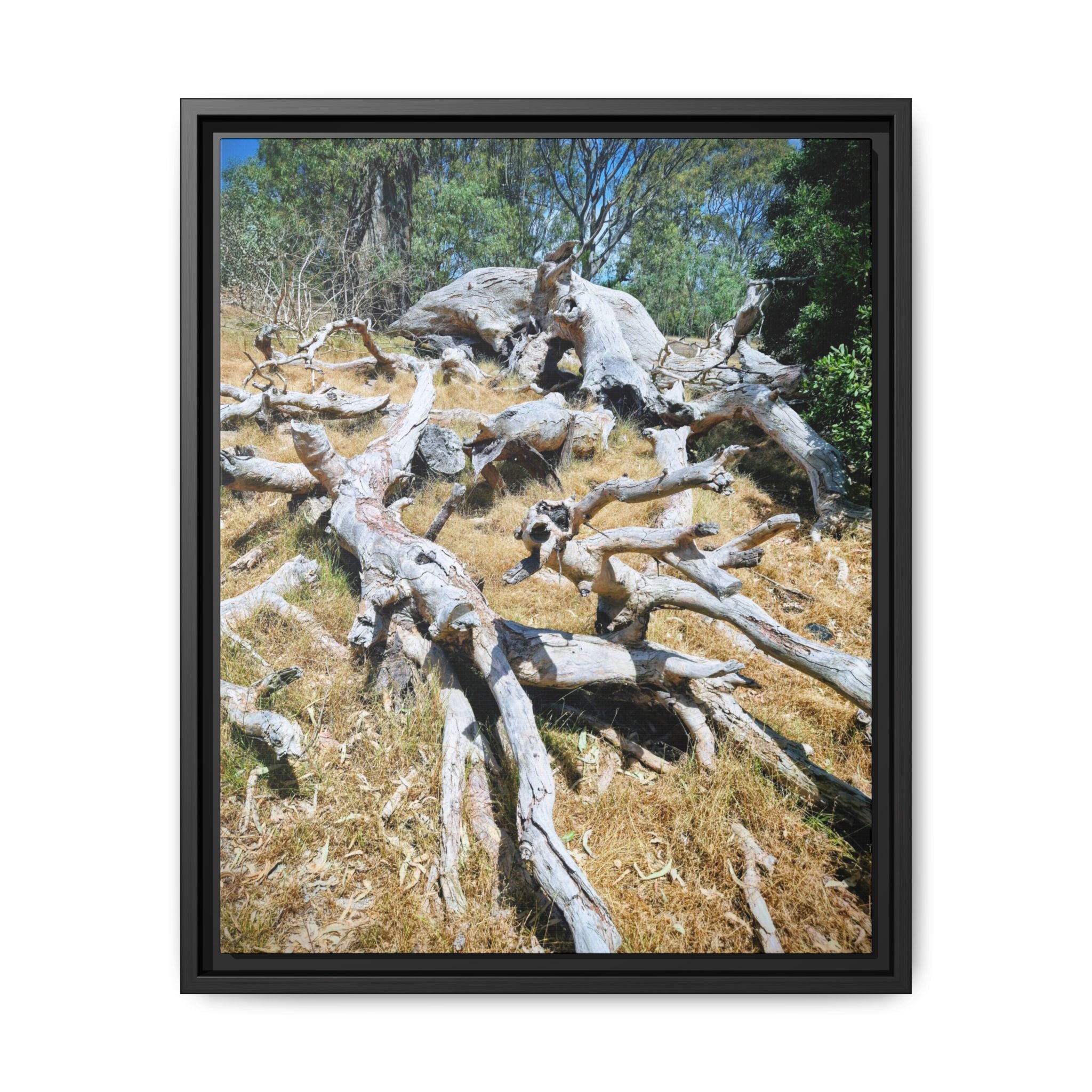 Framed Matte Canvas - Fallen Ghost Tree - Nature Wall Art