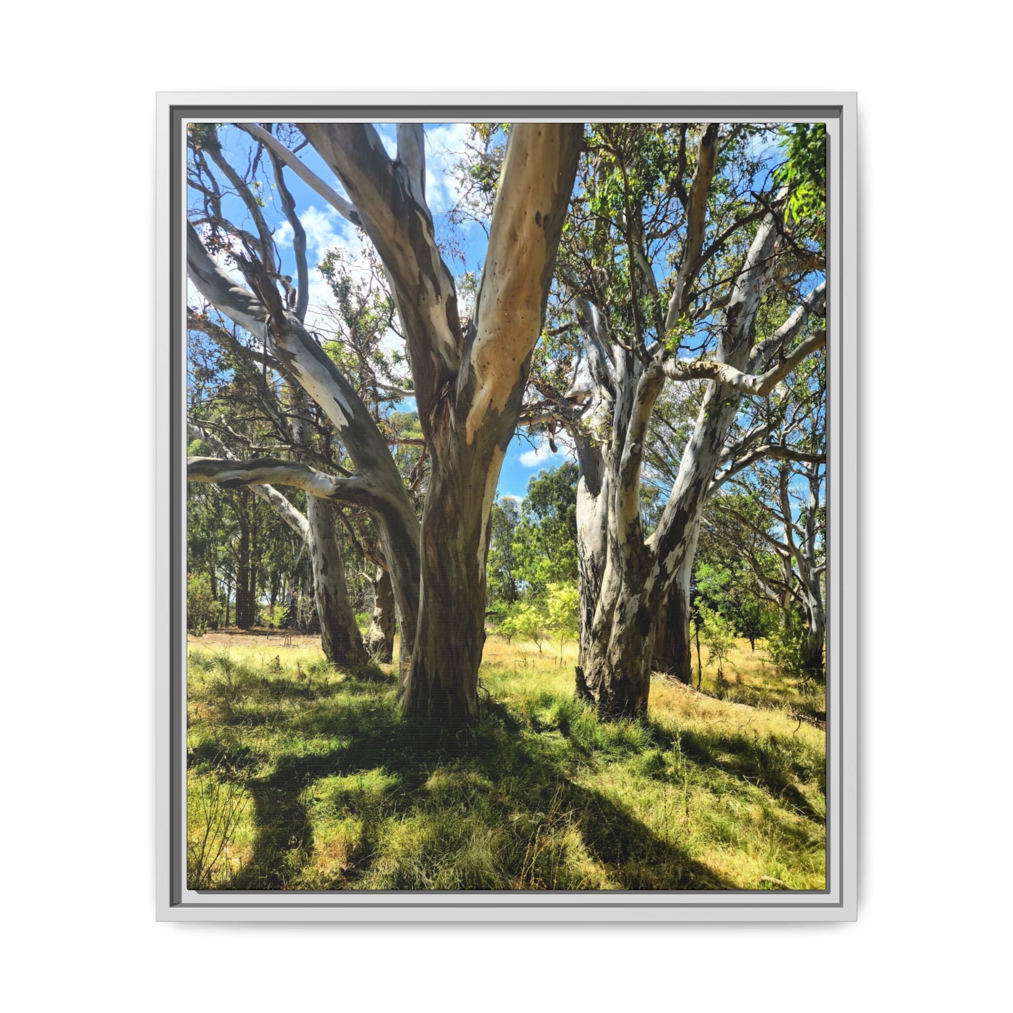 Framed Matte Canvas - Australian Bush Wall Art
