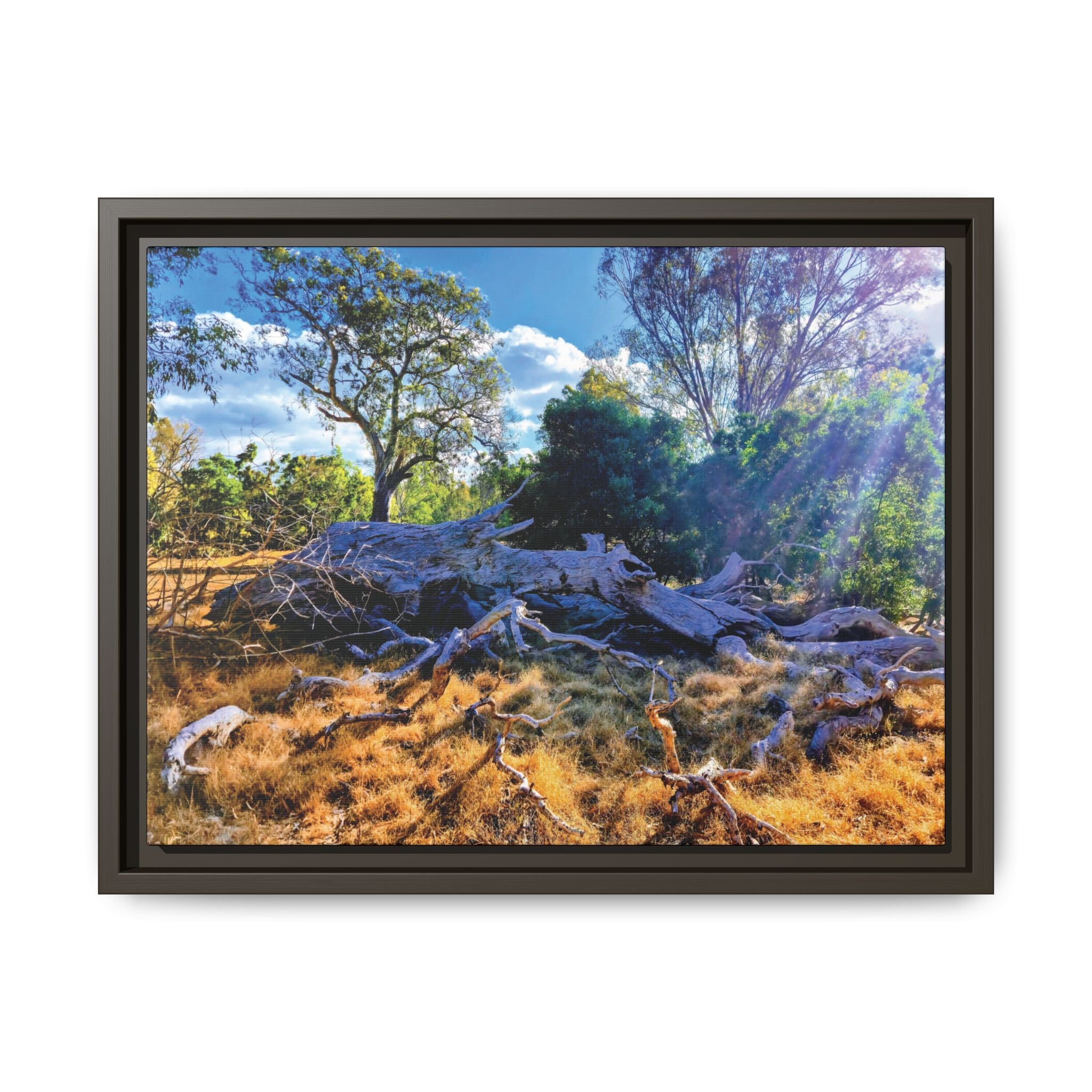 Framed Matte Canvas Print - Sunlit Australian Bush Landscape