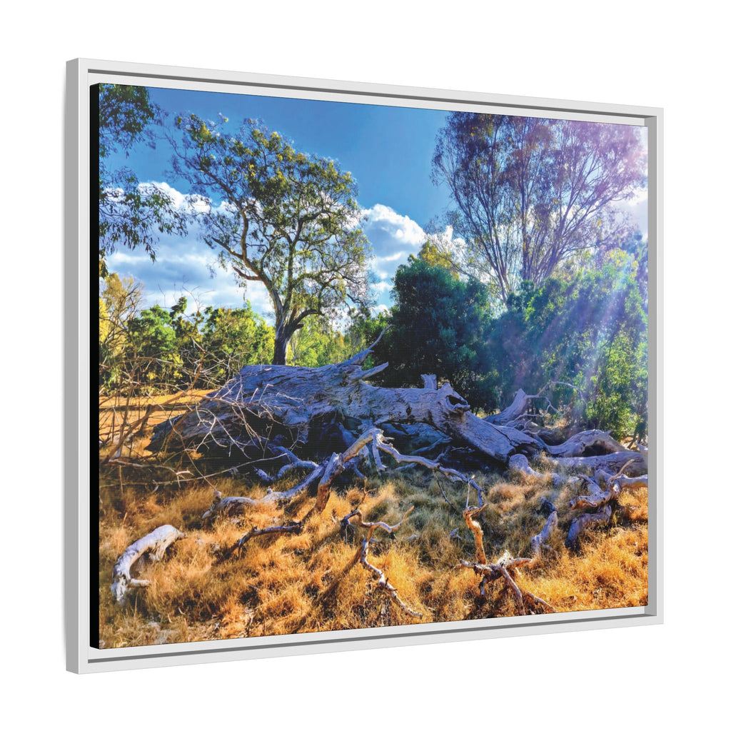 Framed Matte Canvas Print - Sunlit Australian Bush Landscape
