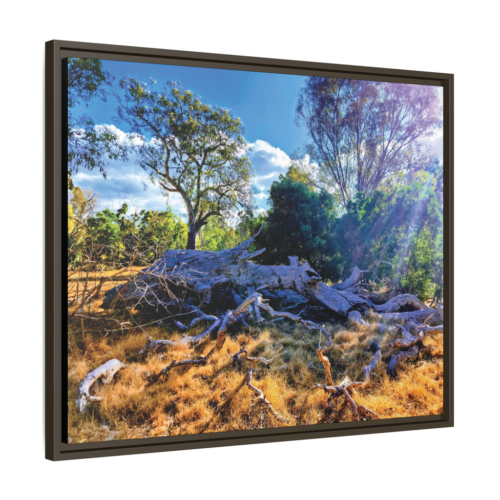 Framed Matte Canvas Print - Sunlit Australian Bush Landscape